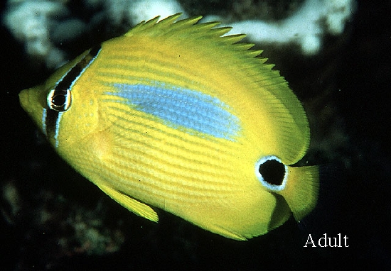  Chaetodon plebeius (Bluespot Butterflyfish, Bluebloch Butterflyfish)